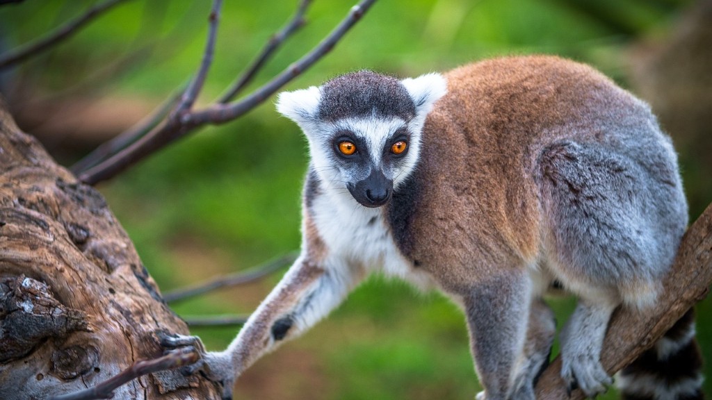 C’è La Febbre Gialla In Madagascar