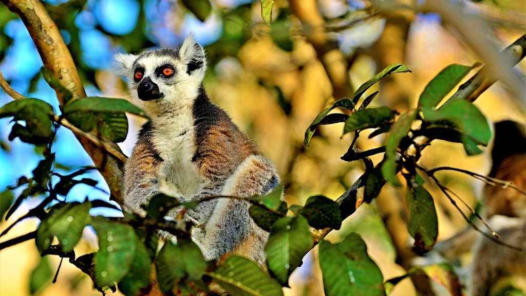 Quali morfologie sono in Madagascar
